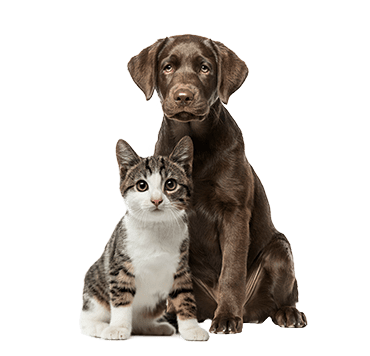 <br />
<b>Notice</b>:  Undefined index: alt in <b>/var/www/woodlands.yourpetsvets.com/html/wp-content/themes/yourpetsvets/framework/class-theme-shortcode.php</b> on line <b>70</b><br />

